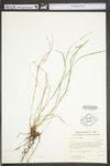 Carex swanii by WV University Herbarium