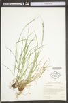 Carex swanii by WV University Herbarium