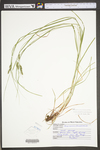 Carex swanii by WV University Herbarium