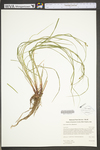 Carex swanii by WV University Herbarium