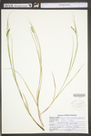 Carex swanii by WV University Herbarium