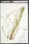 Carex swanii by WV University Herbarium