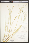 Carex conoidea by WV University Herbarium