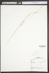 Carex tetanica by WV University Herbarium