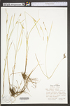 Carex tetanica by WV University Herbarium