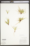 Carex tonsa var. tonsa by WV University Herbarium