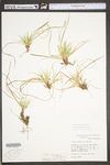 Carex tonsa var. tonsa by WV University Herbarium