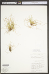 Carex tonsa var. tonsa by WV University Herbarium