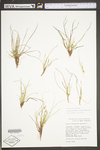 Carex tonsa var. rugosperma by WV University Herbarium