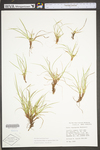 Carex tonsa var. rugosperma by WV University Herbarium