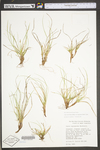 Carex tonsa var. rugosperma by WV University Herbarium