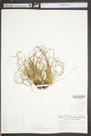 Carex tonsa var. rugosperma by WV University Herbarium