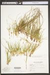 Carex tonsa var. rugosperma by WV University Herbarium