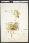 Carex tonsa var. rugosperma by WV University Herbarium