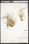Carex tonsa var. rugosperma by WV University Herbarium