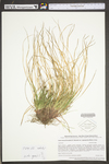 Carex tonsa var. rugosperma by WV University Herbarium