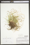 Carex tonsa var. rugosperma by WV University Herbarium
