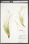 Carex tonsa var. rugosperma by WV University Herbarium