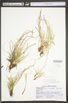 Carex umbellata by WV University Herbarium