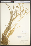 Carex torta by WV University Herbarium