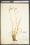 Carex torta by WV University Herbarium