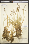 Carex torta by WV University Herbarium