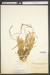 Carex torta by WV University Herbarium