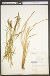 Carex torta by WV University Herbarium