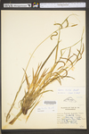 Carex torta by WV University Herbarium