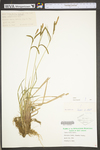 Carex torta by WV University Herbarium