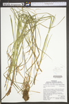 Carex torta by WV University Herbarium