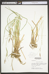 Carex torta by WV University Herbarium