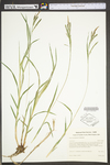 Carex torta by WV University Herbarium