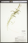 Carex torta by WV University Herbarium