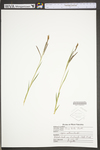 Carex torta by WV University Herbarium