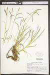 Carex torta by WV University Herbarium