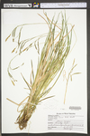 Carex torta by WV University Herbarium