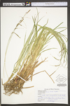 Carex torta by WV University Herbarium