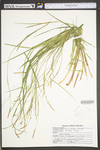 Carex torta by WV University Herbarium