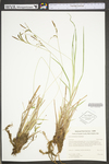 Carex torta by WV University Herbarium