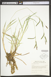 Carex torta by WV University Herbarium