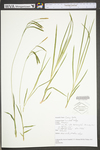 Carex torta by WV University Herbarium