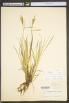 Carex torta by WV University Herbarium