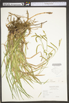 Carex torta by WV University Herbarium