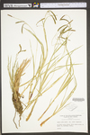 Carex torta by WV University Herbarium