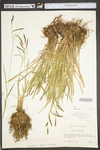 Carex torta by WV University Herbarium