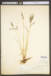 Carex torta by WV University Herbarium