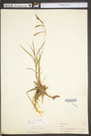 Carex torta by WV University Herbarium