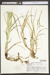 Carex torta by WV University Herbarium