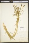 Carex torta by WV University Herbarium